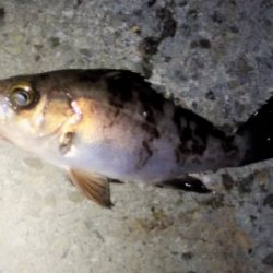 今度こそシーズン到来!